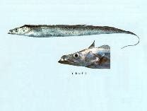 langkoy fish|Trichiurus lepturus, Largehead hairtail : fisheries, gamefish.